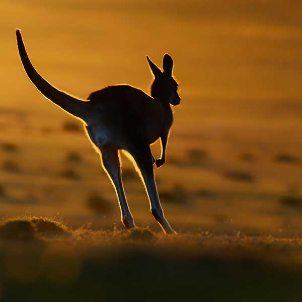 Tanz heut' Nacht mit mir im Stil von Roger Whittaker - Playback Cover Art